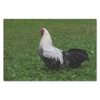 Brakel Hahn Tissue Paper