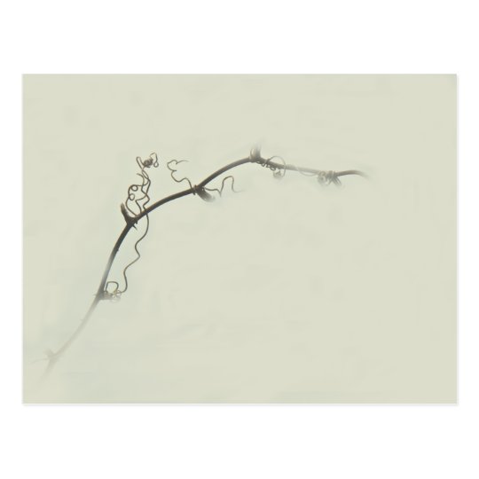 Bramble Tendrils in the Fog - Minimalism Postcard
