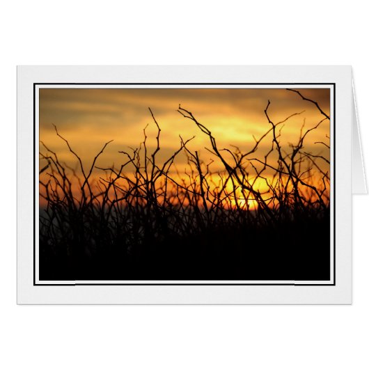 Brambles at Sunset Cards (Front Horizontal)