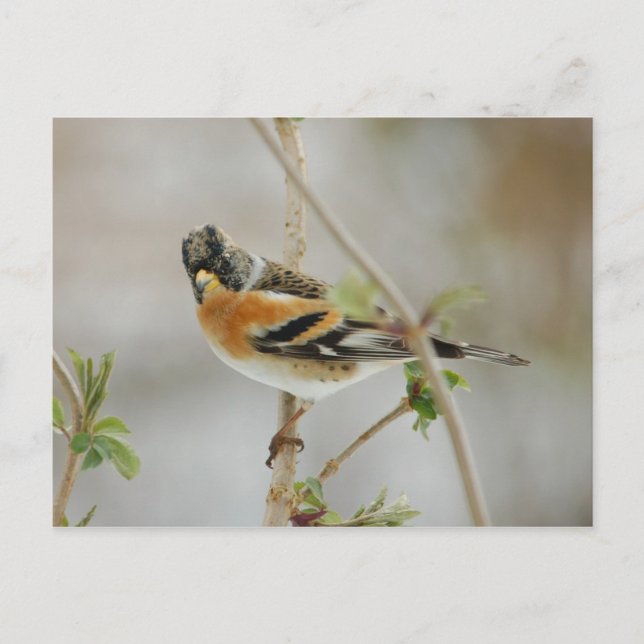 Brambling postcard (Front)