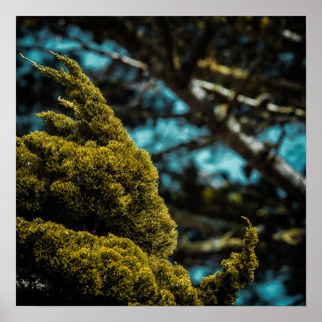 Branch Detail Poster (Front)