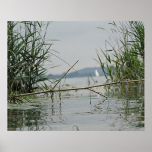 Branch in Shallow Water Poster
