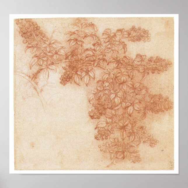 Branch of a Blackberry, Leonardo Da Vinci Poster (Front)