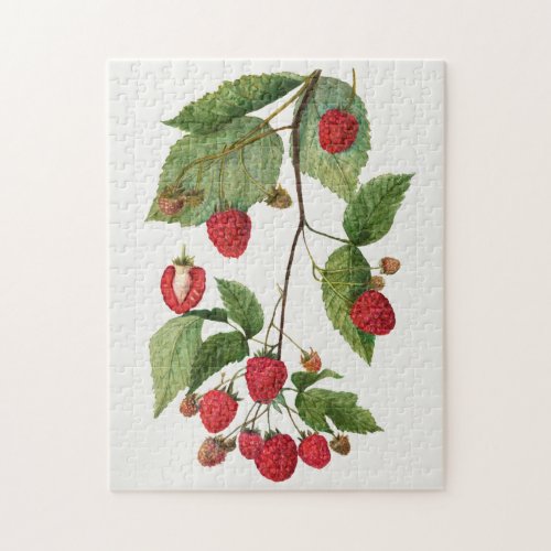 Branch of Blackberry Fruit Watercolor Painting Jigsaw Puzzle