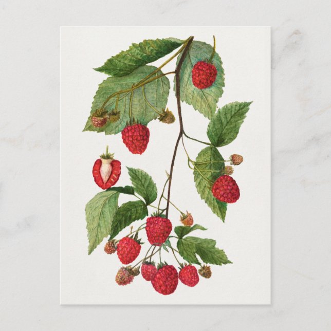 Branch of Blackberry Fruit Watercolor Painting Postcard (Front)