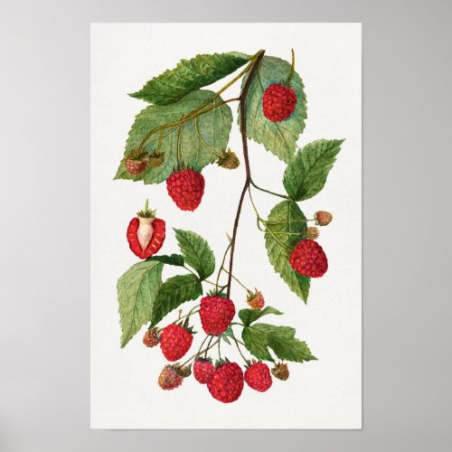 Branch of Blackberry Fruit Watercolor Painting Poster