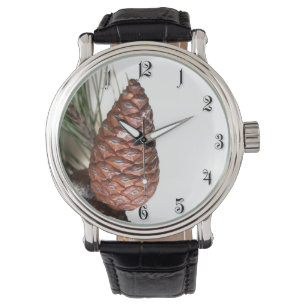 Branch of pine with the pinecones watch