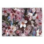 Branch of Pink Blossoms Spring Floral
