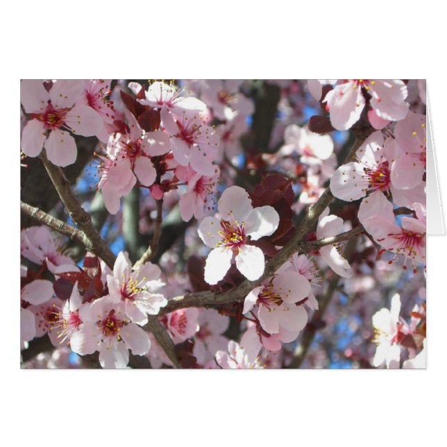 Branch of Pink Blossoms Spring Floral Cards (Front Horizontal)