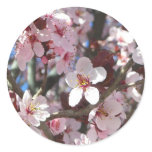 Branch of Pink Blossoms Spring Floral Classic Round Sticker
