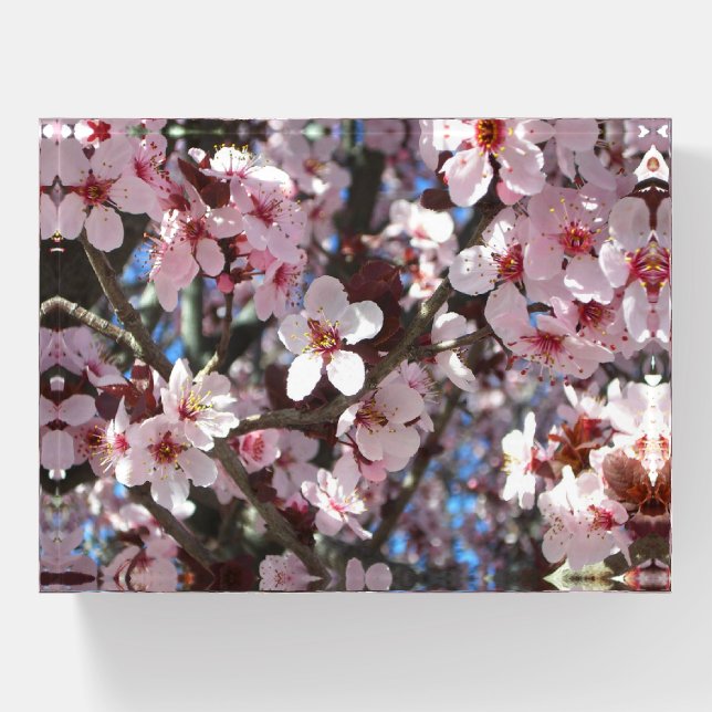 Branch of Pink Blossoms Spring Floral Paperweight (Front)