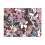 Branch of Pink Blossoms Spring Floral Postcard