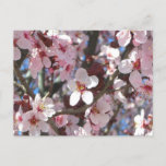 Branch of Pink Blossoms Spring Floral Postcard