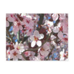 Branch of Pink Blossoms Spring Floral Postcard