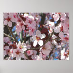 Branch of Pink Blossoms Spring Floral Poster