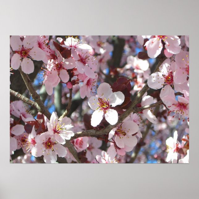 Branch of Pink Blossoms Spring Floral Poster (Front)