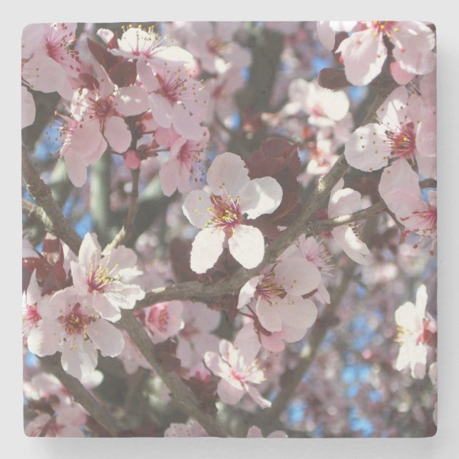 Branch of Pink Blossoms Spring Floral Stone Coaster (Front)