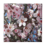 Branch of Pink Blossoms Spring Floral Tile