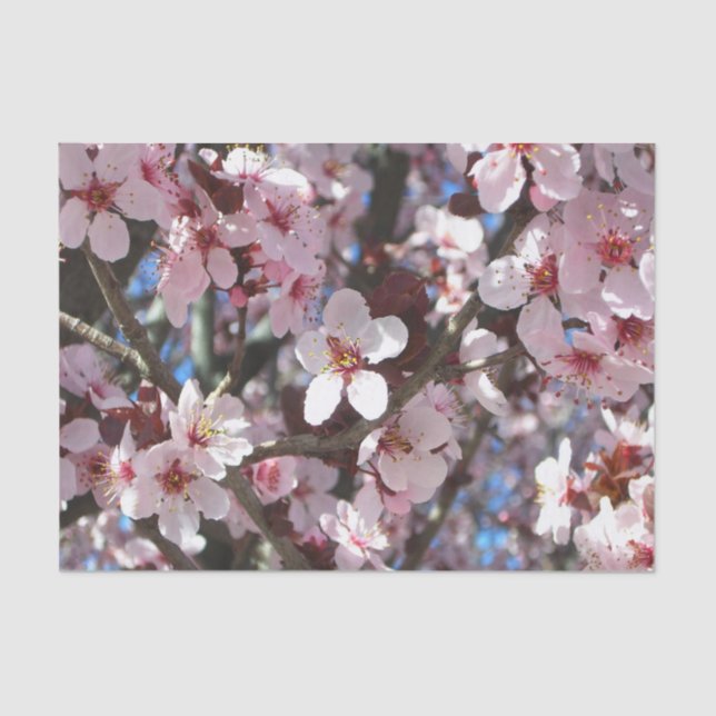 Branch of Pink Blossoms Spring Floral Tissue Paper (Front)