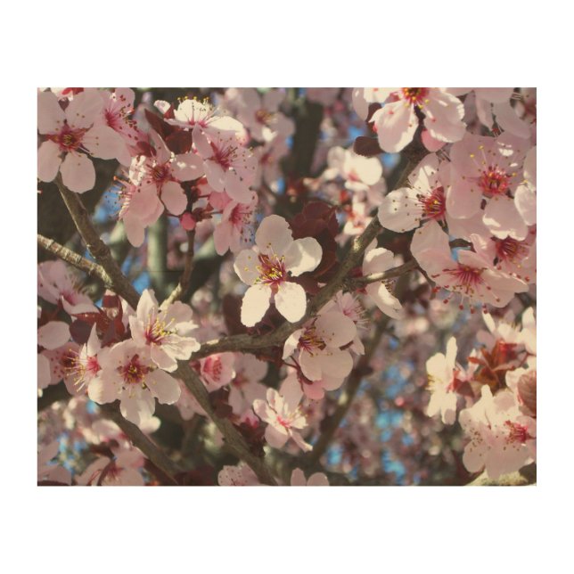 Branch of Pink Blossoms Spring Floral Wood Wall Art (Front)