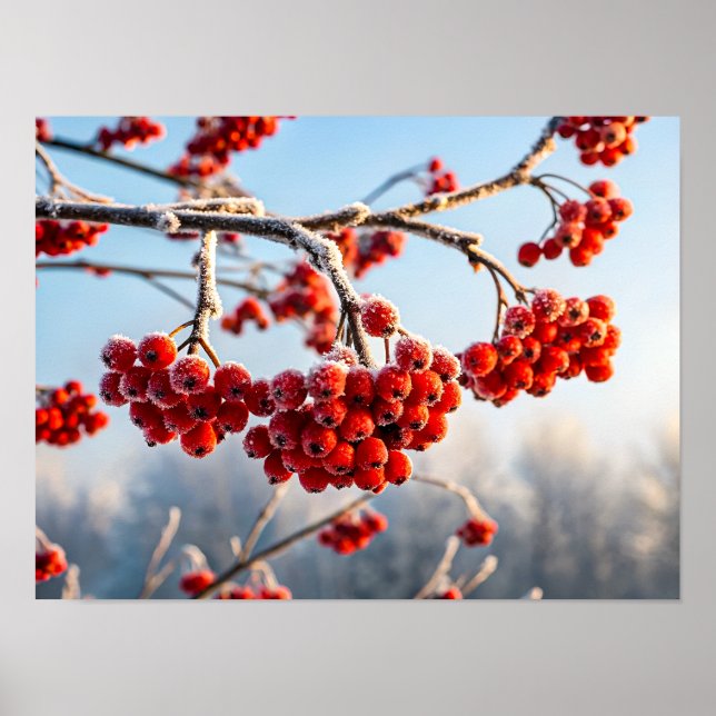Branch of vibrant red berries poster (Front)