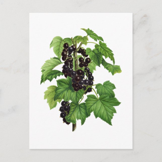Branch with Black Currant Fruit Postcard (Front)