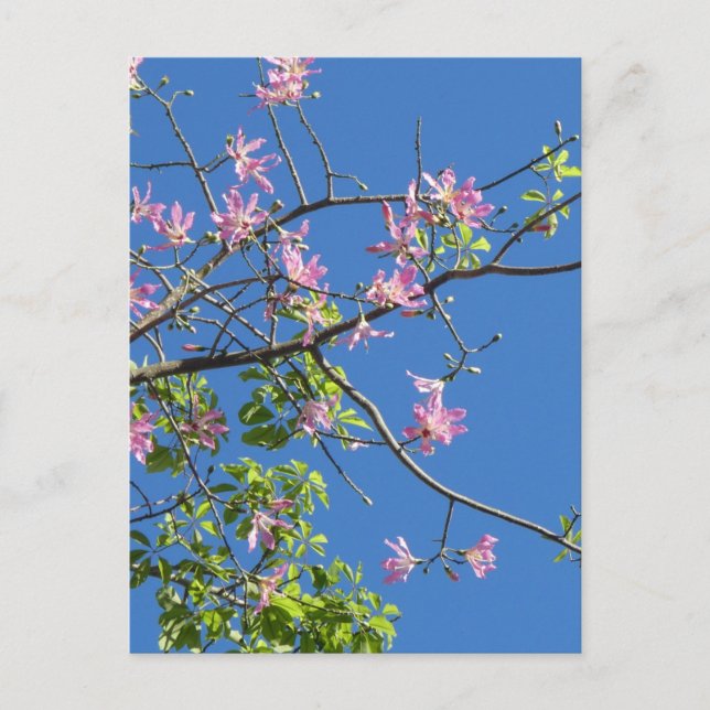 Branch with flowers postcard (Front)