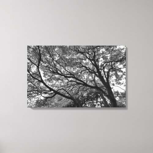 Branches and Leaves II Canvas Print