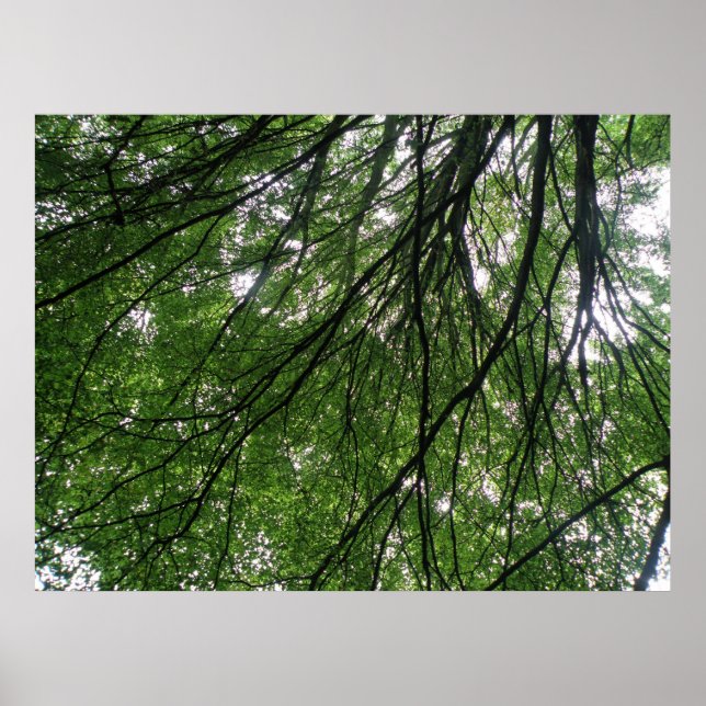 Branches and Leaves Print (Front)