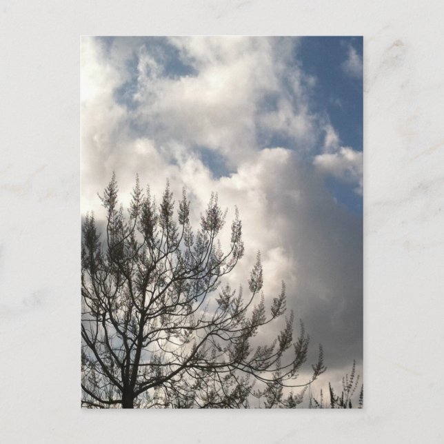 Branches in the Clouds Postcard (Front)