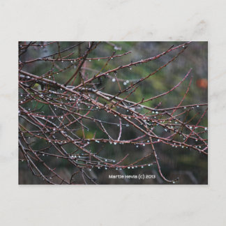 Branches in the Rain | Blue Beach Song™ Postcard