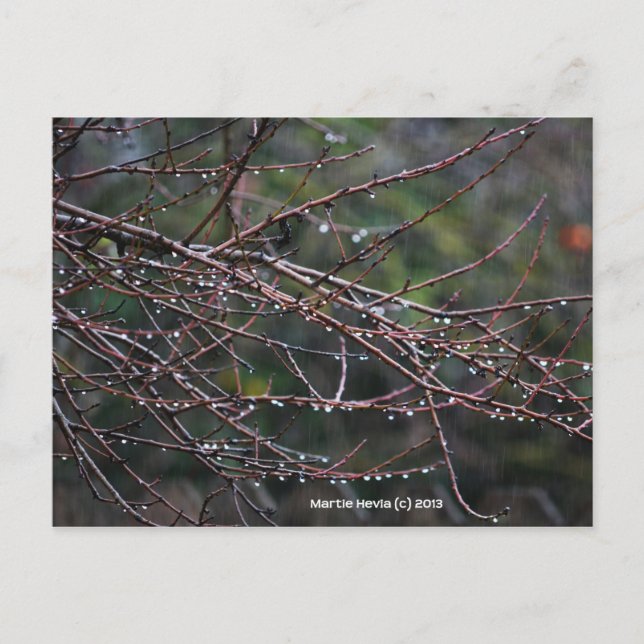 Branches in the Rain | Blue Beach Song™ Postcard (Front)