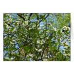 Branches of Dogwood Blossoms Spring Trees