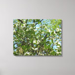 Branches of Dogwood Blossoms Spring Trees Canvas Print