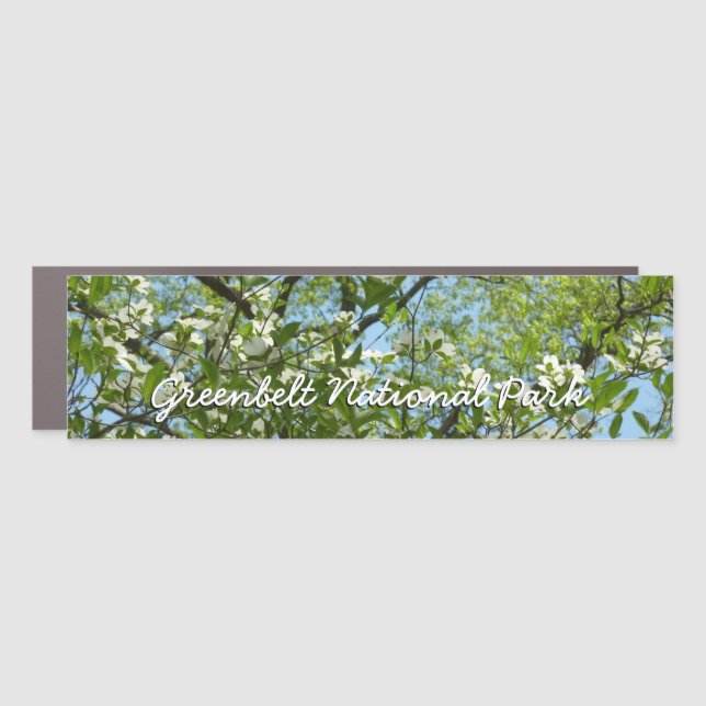 Branches of Dogwood Blossoms Spring Trees Car Magnet (Front)