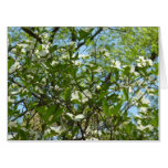 Branches of Dogwood Blossoms Spring Trees Card