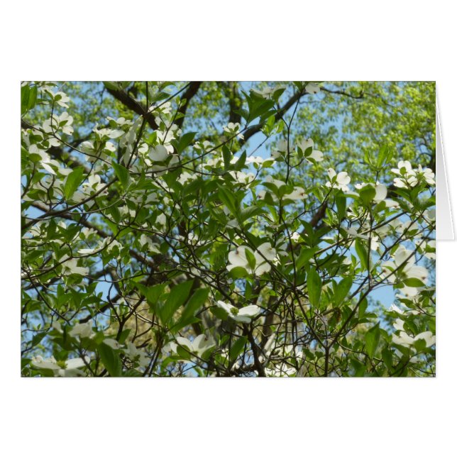 Branches of Dogwood Blossoms Spring Trees Cards (Front Horizontal)
