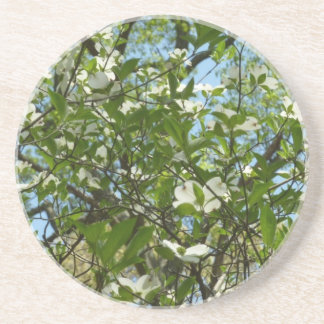 Branches of Dogwood Blossoms Spring Trees Coaster