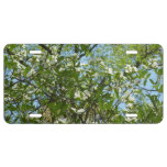 Branches of Dogwood Blossoms Spring Trees License Plate
