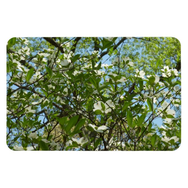 Branches of Dogwood Blossoms Spring Trees Magnet (Horizontal)