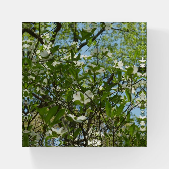 Branches of Dogwood Blossoms Spring Trees Paperweight (Front)