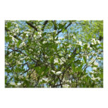 Branches of Dogwood Blossoms Spring Trees Photo Print