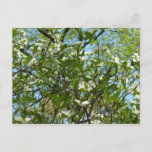 Branches of Dogwood Blossoms Spring Trees Postcard