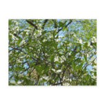 Branches of Dogwood Blossoms Spring Trees Postcard