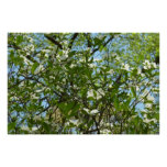 Branches of Dogwood Blossoms Spring Trees Poster