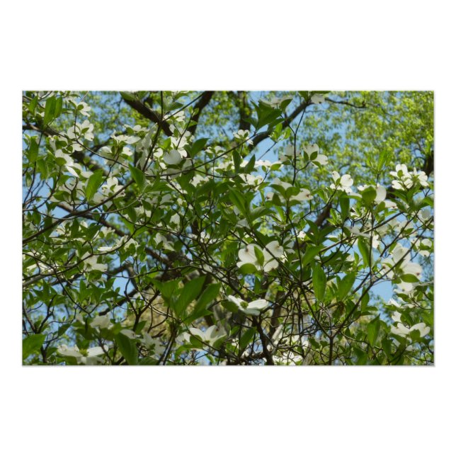 Branches of Dogwood Blossoms Spring Trees Poster (Front)