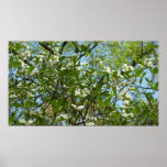 Branches of Dogwood Blossoms Spring Trees Poster