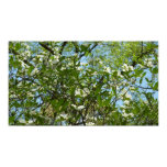 Branches of Dogwood Blossoms Spring Trees Poster