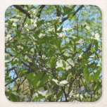 Branches of Dogwood Blossoms Spring Trees Square Paper Coaster