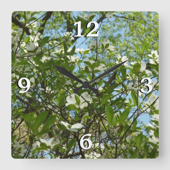 Branches of Dogwood Blossoms Spring Trees Square Wall Clock (Front)